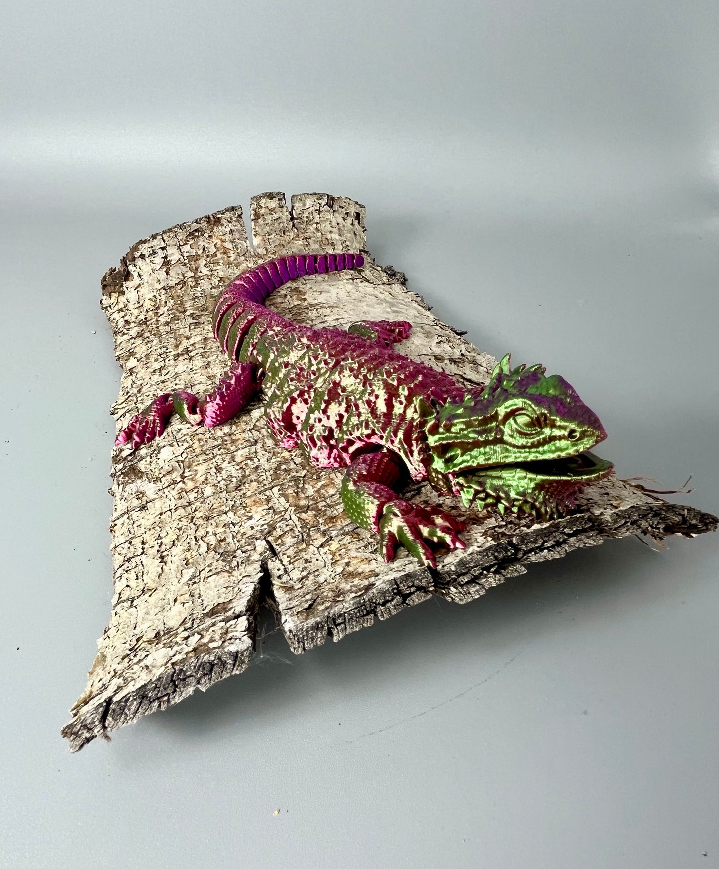 Bearded Dragon